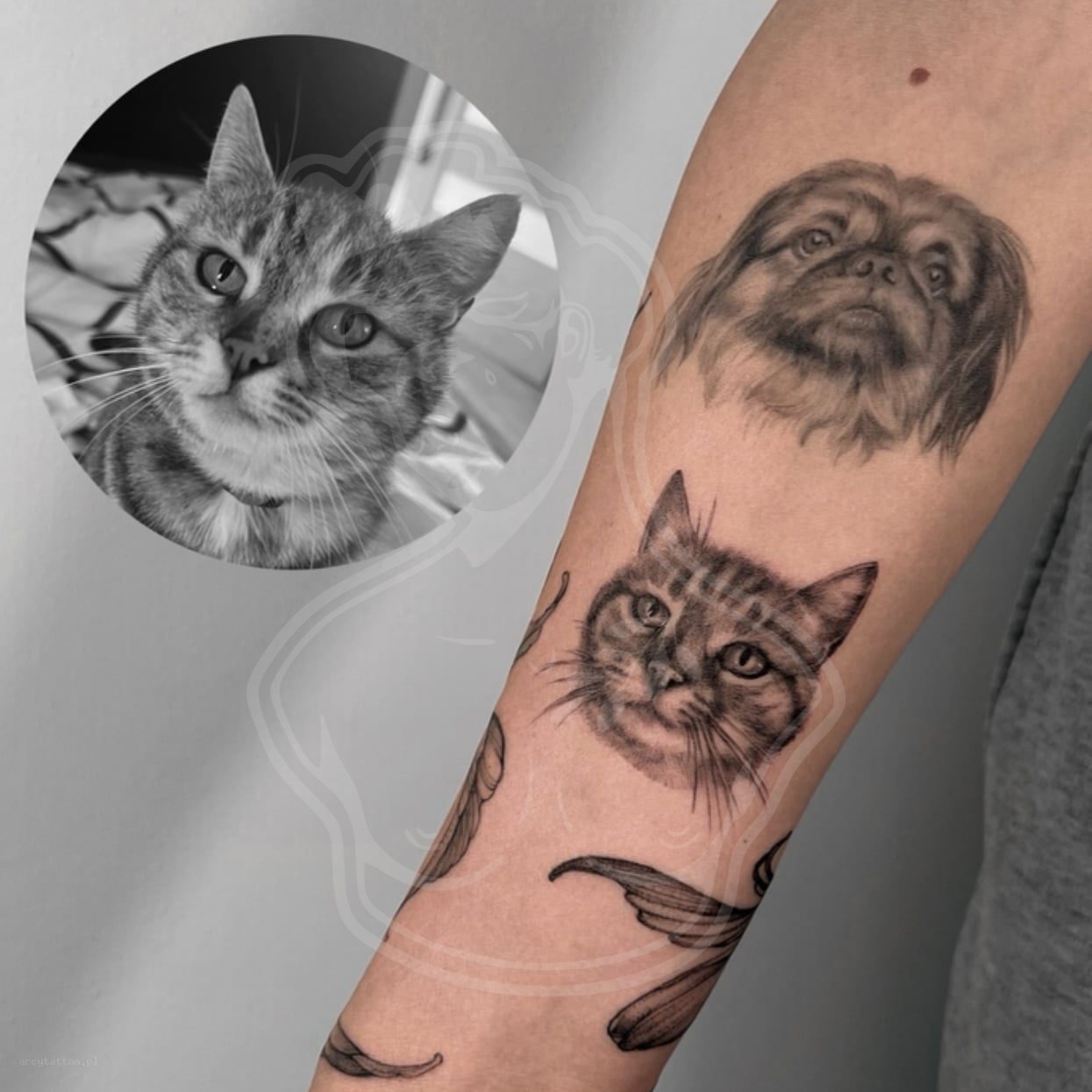 Tatuaż Portrety zwierząt portrety - ArcyTattoo Lublin